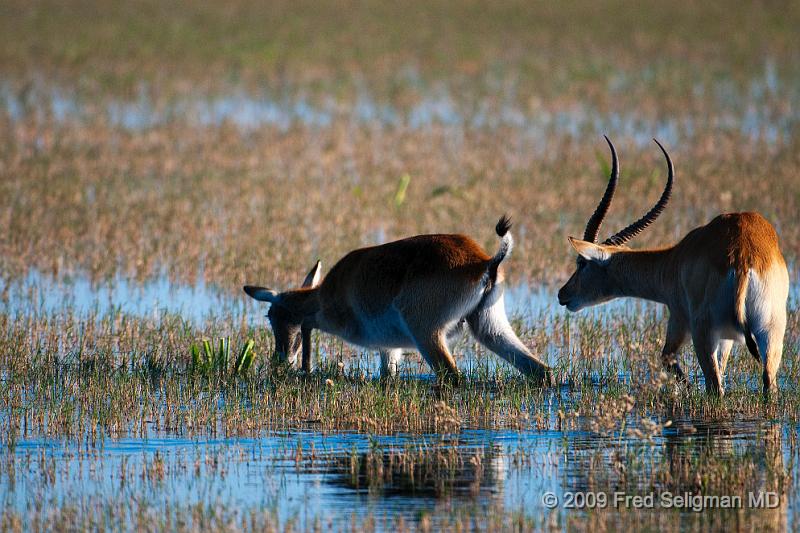 20090614_172705 D300 (2) X1.jpg - I am not sure if this is a 'regular' springbok or something else.  Seen in Okavango Delta, Botswana